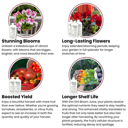 Bloom Juice Award-Winning Formula